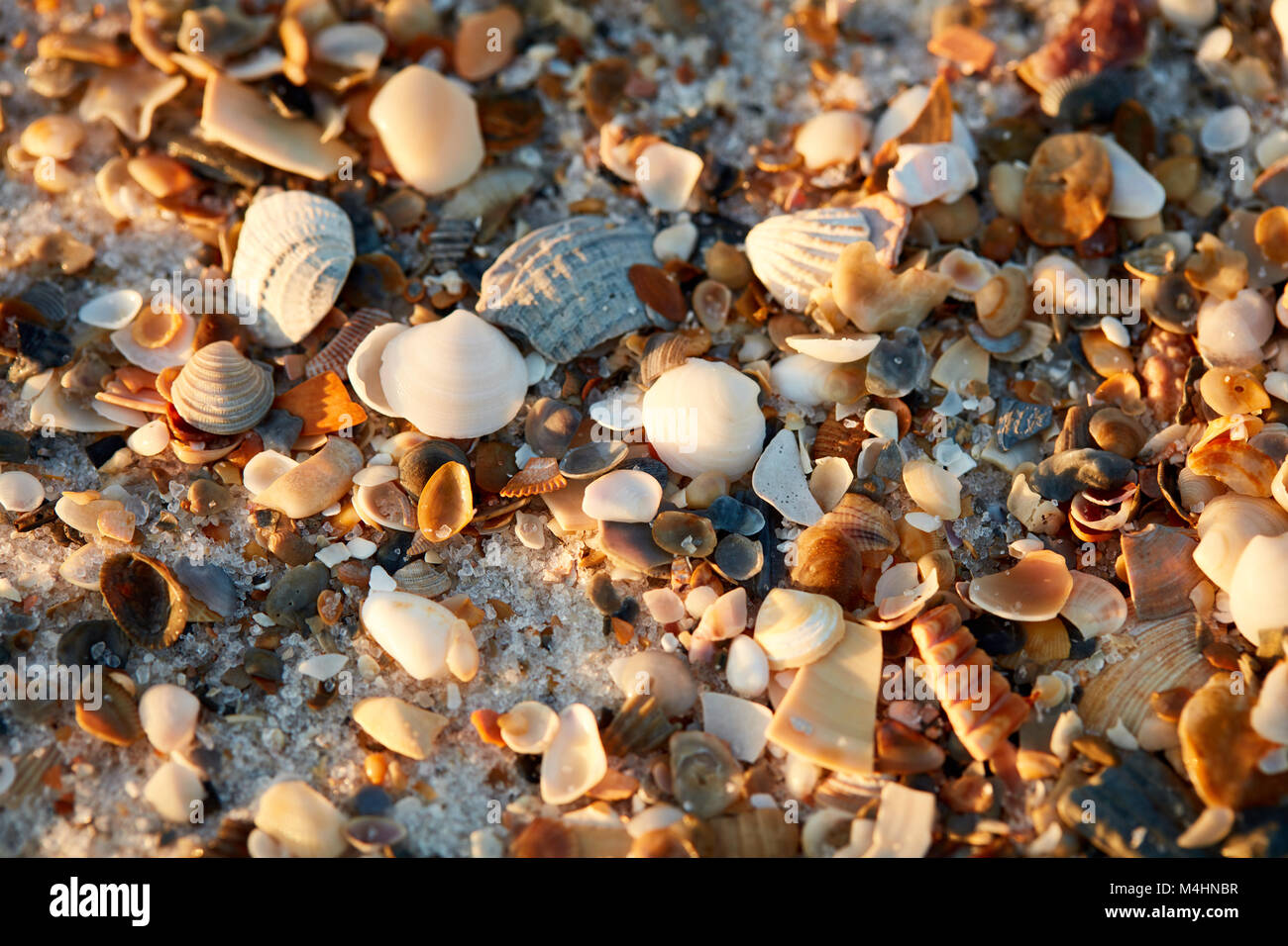 Seashells on the beach, Gulf State Park, Alabama Stock Photo