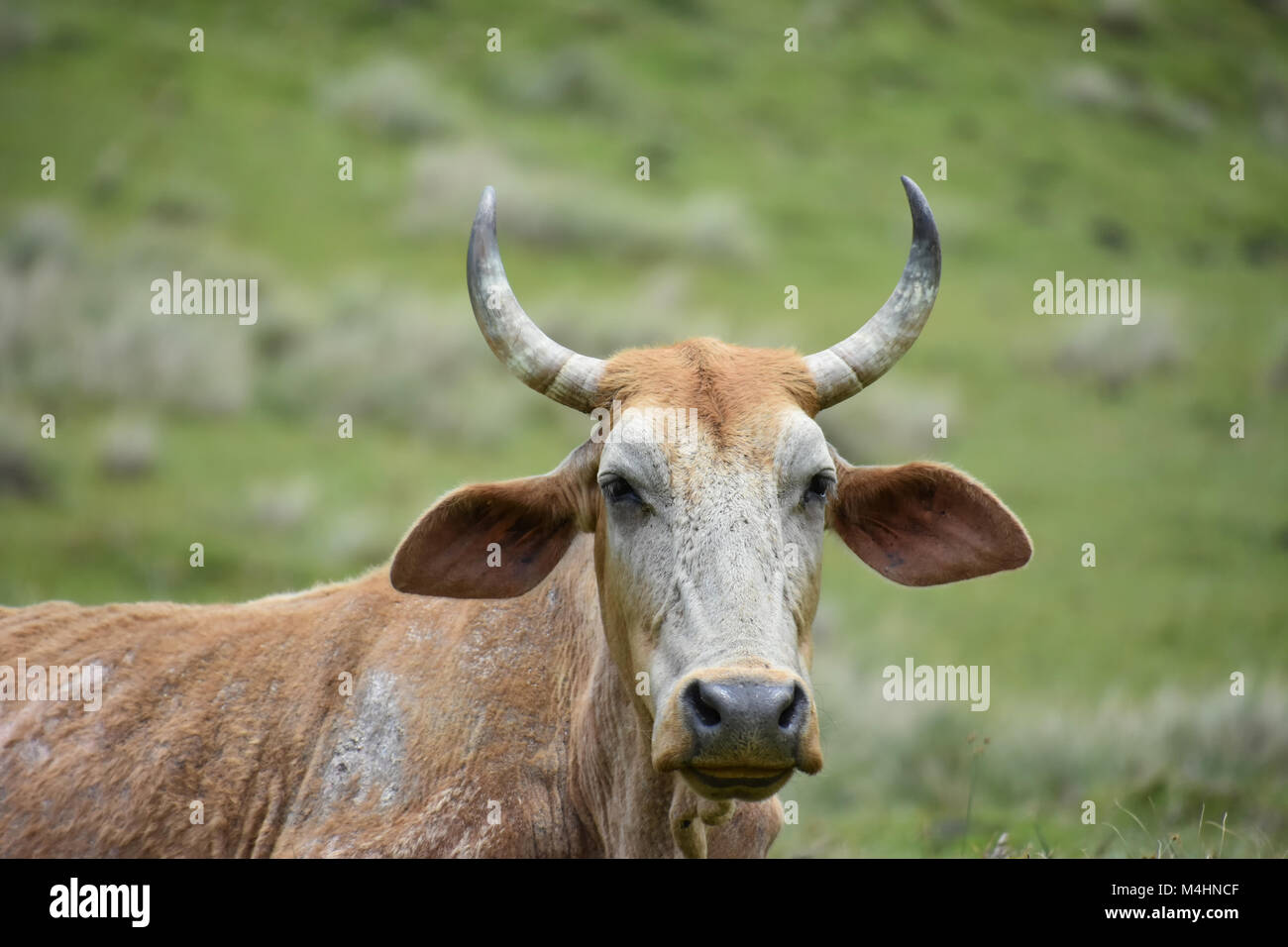 A Nguni cow with big horns sitting on the hillside near Coffee Bay at the Indian Ocean in the Eastern Cape at the Wild Coast of South Africa against g Stock Photo