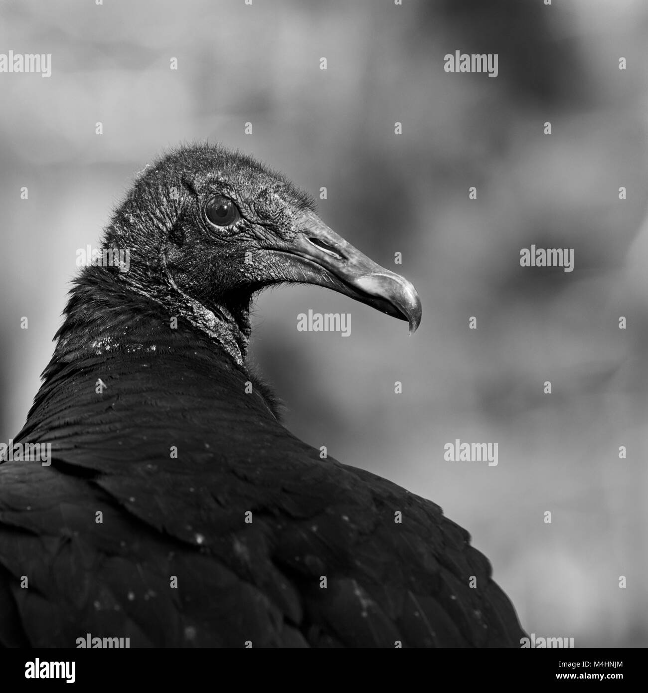 Turkey vulture close up stock image