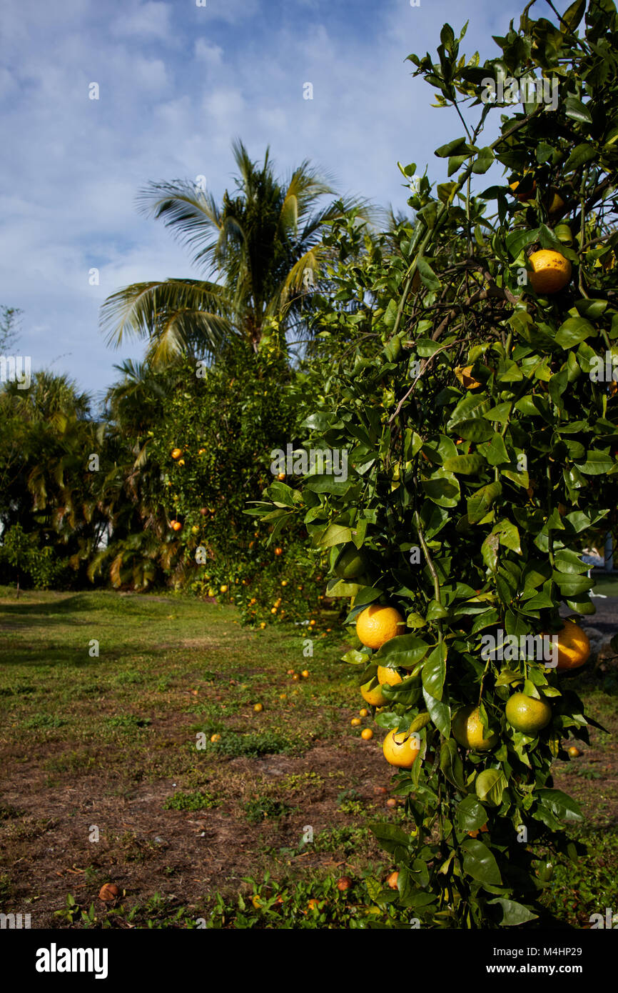 Orange trees at Mixon Fruit Farm, Bradenton, Florida Stock Photo
