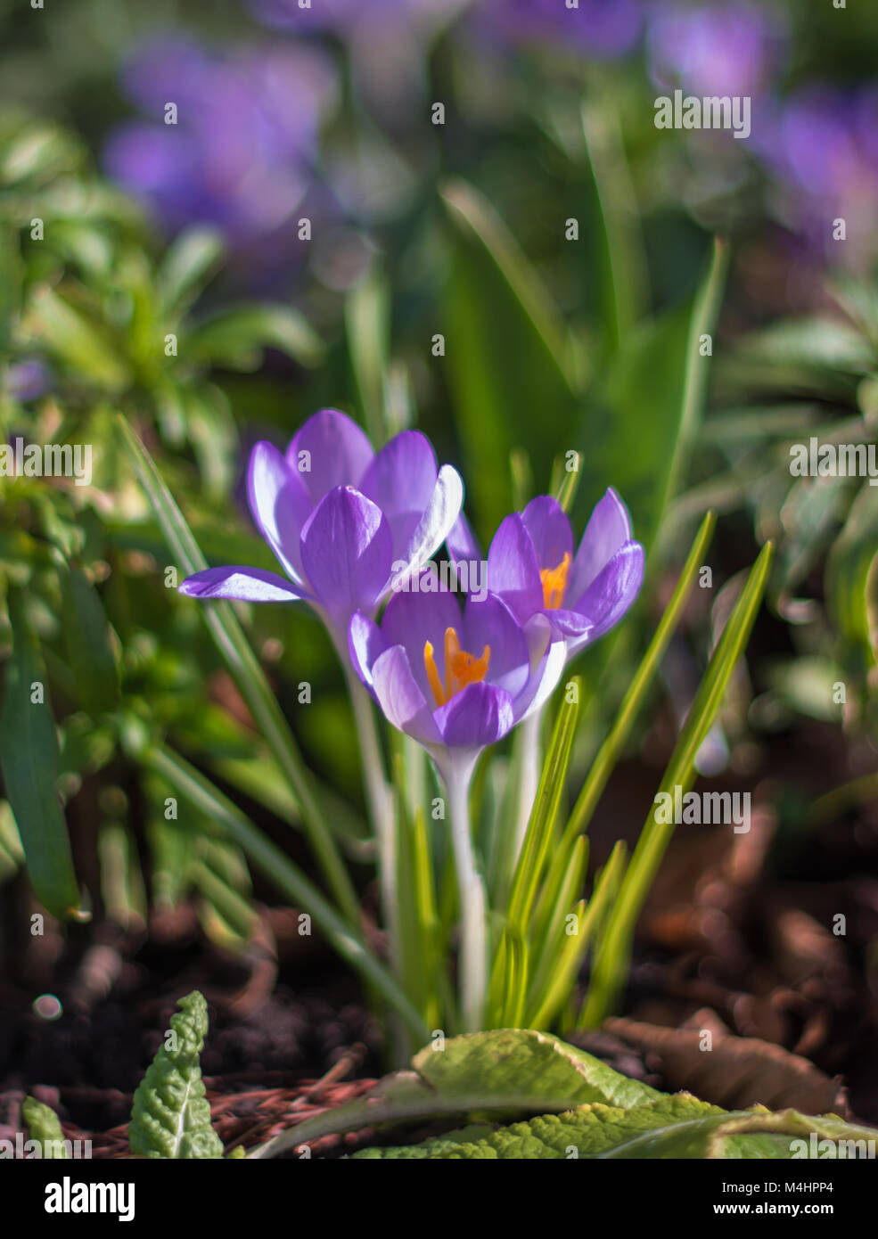 Spring flowers on a bright sunny day Stock Photo