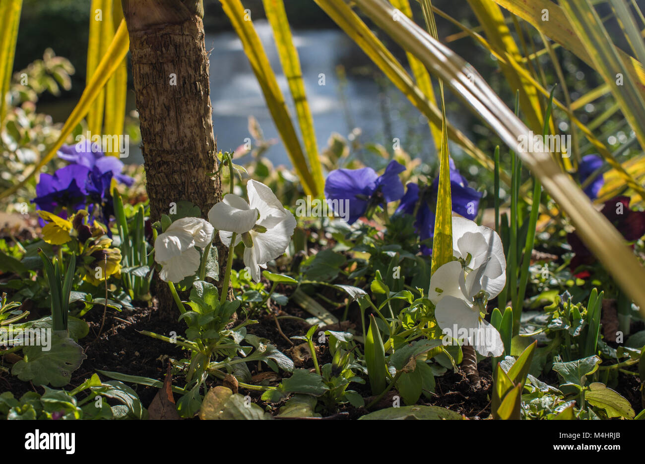 Spring flowers on a bright sunny day Stock Photo