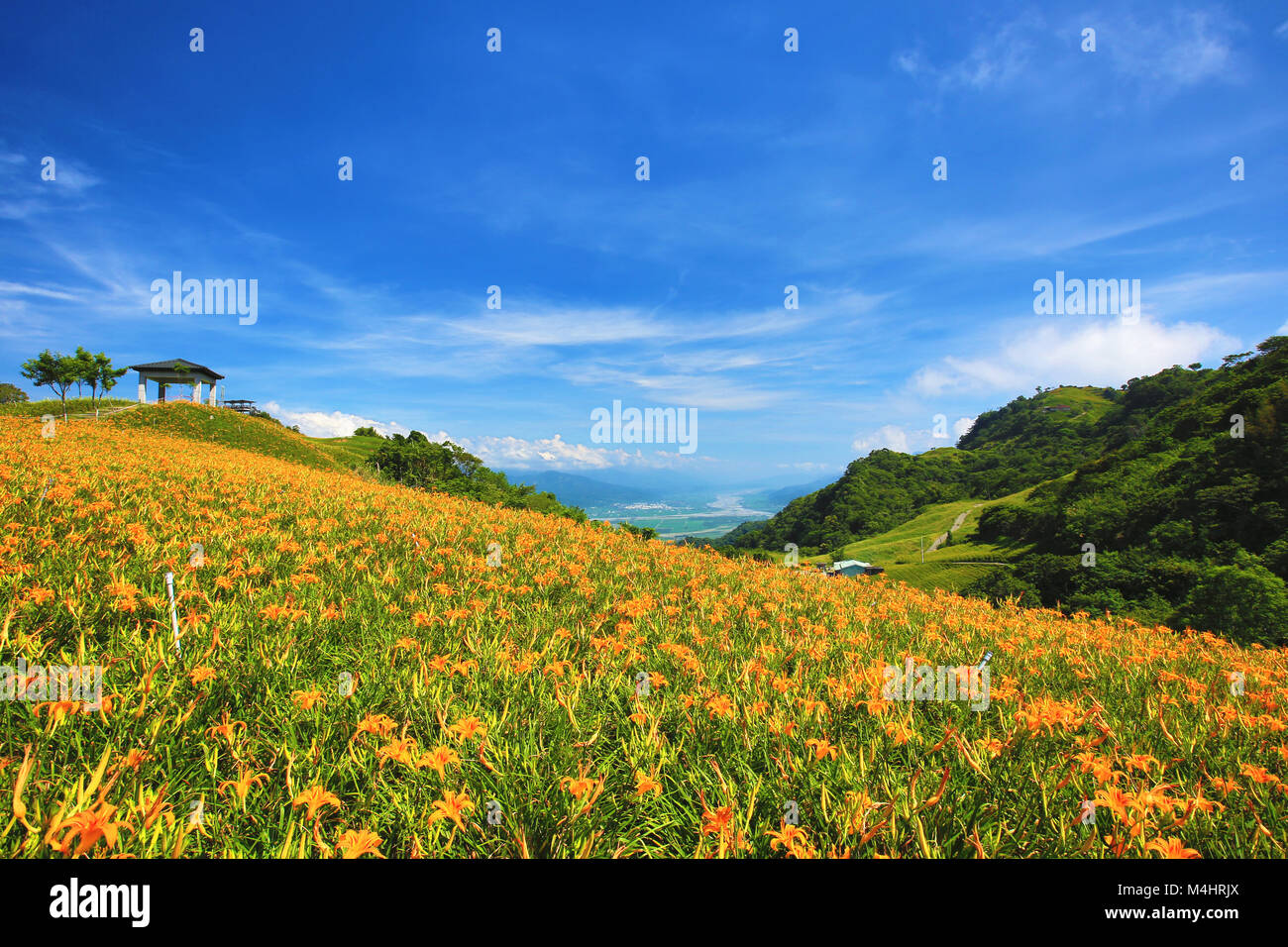 Beautiful scenery of daylily flowers with pavilion and mountains in a sunny day Stock Photo