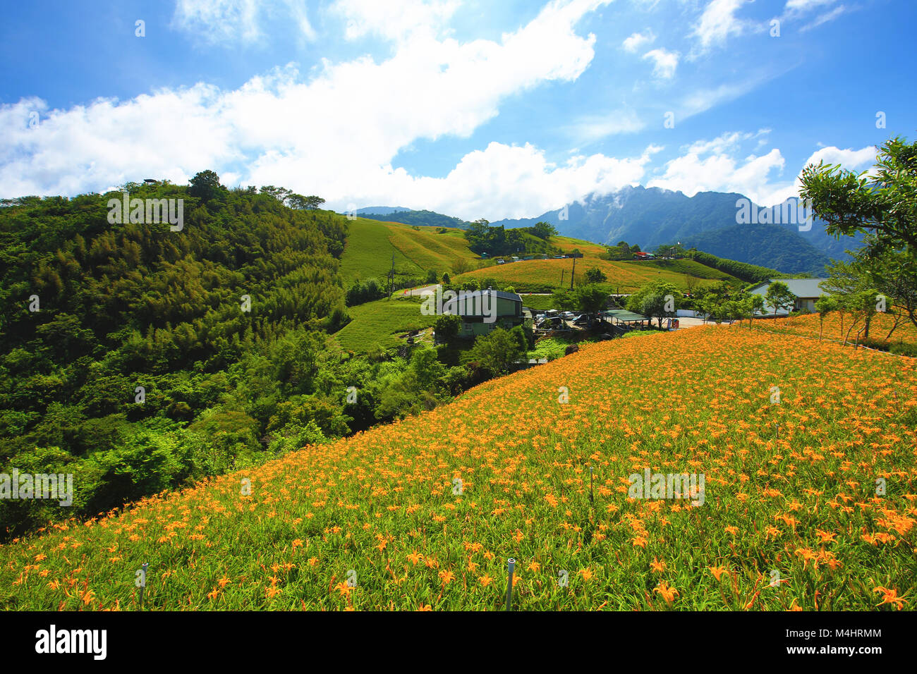 Beautiful scenery of daylily flowers with mountains in a sunny day Stock Photo