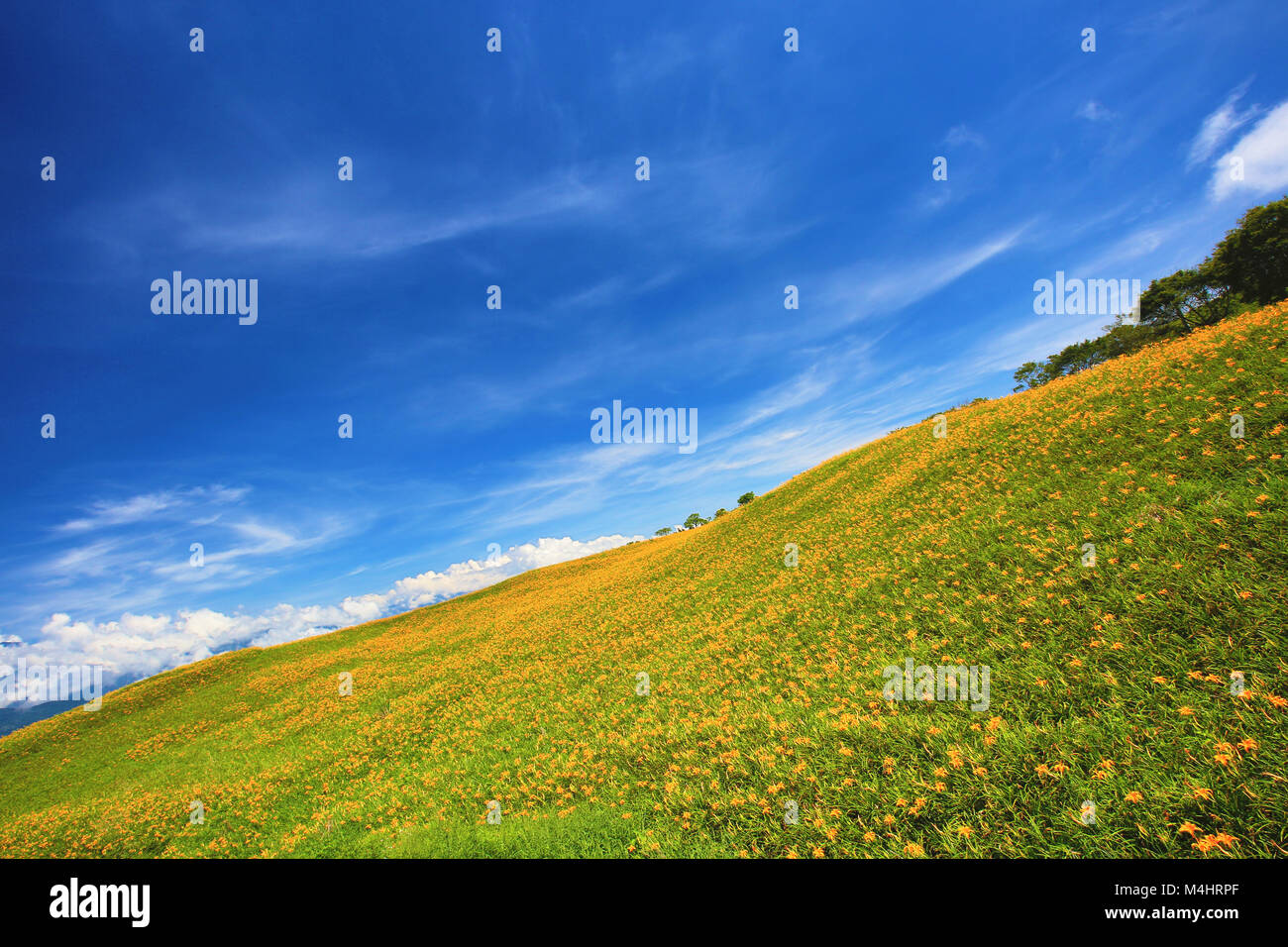 Daylily flowers and buds blooming on the hill in a sunny day,beautiful scenery of orange hemerocallis Stock Photo