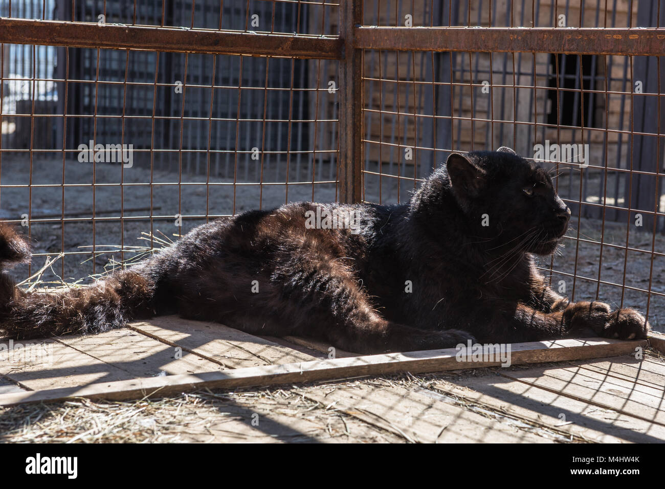 Portrait of the black puma Stock Photo - Alamy