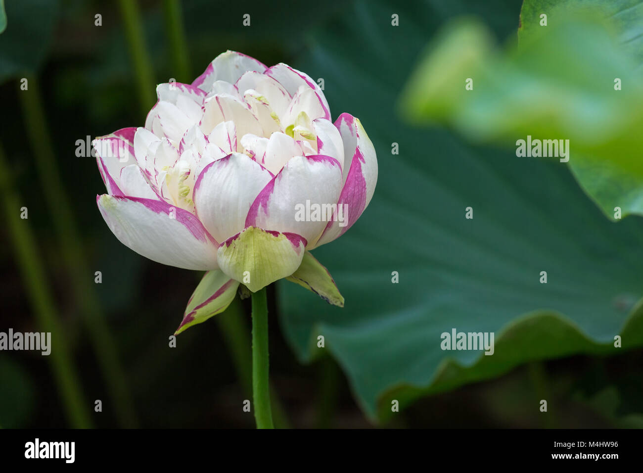 colorful lotus flower in full bloom Stock Photo