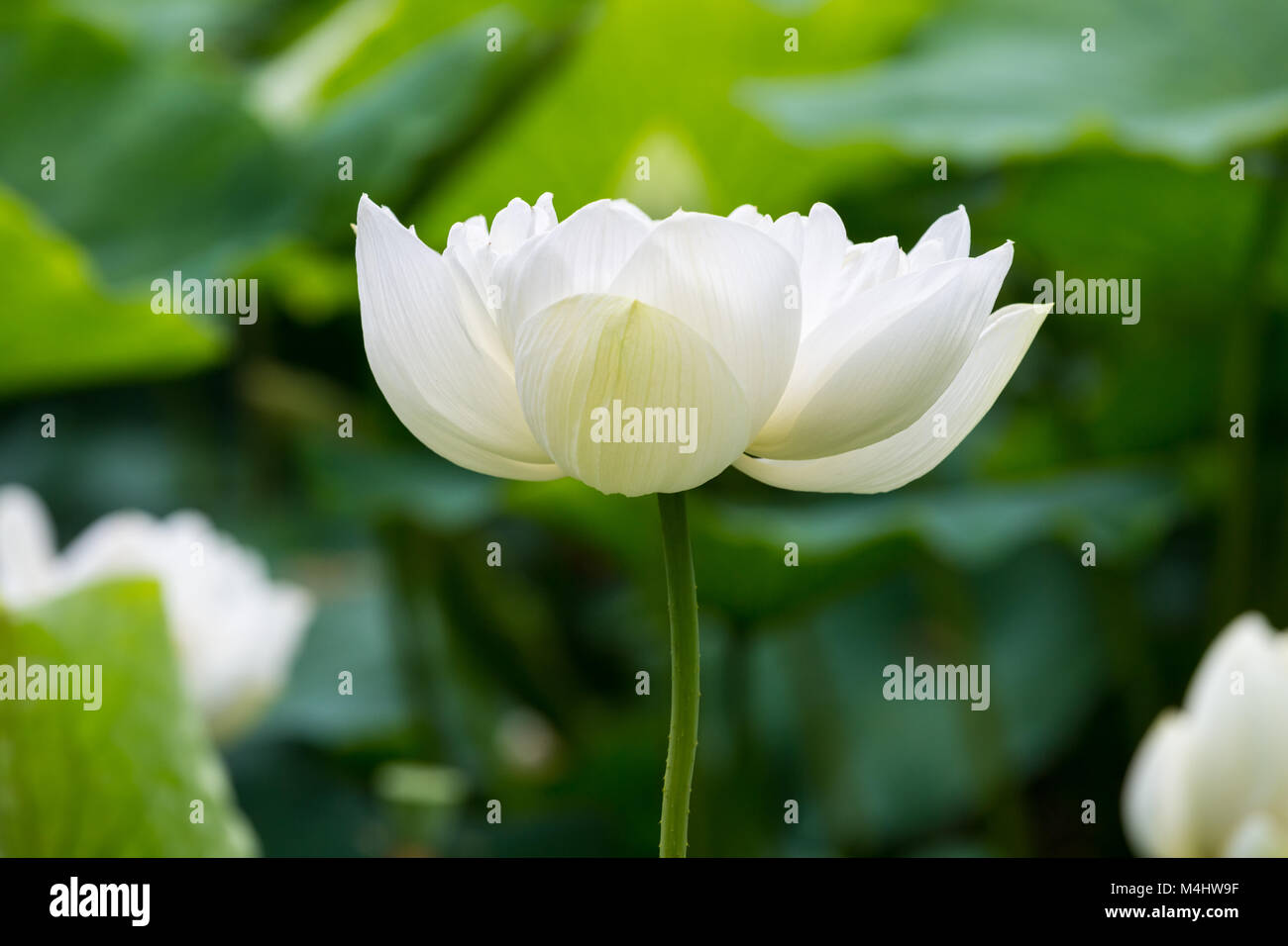 white lotus flower bloom Stock Photo