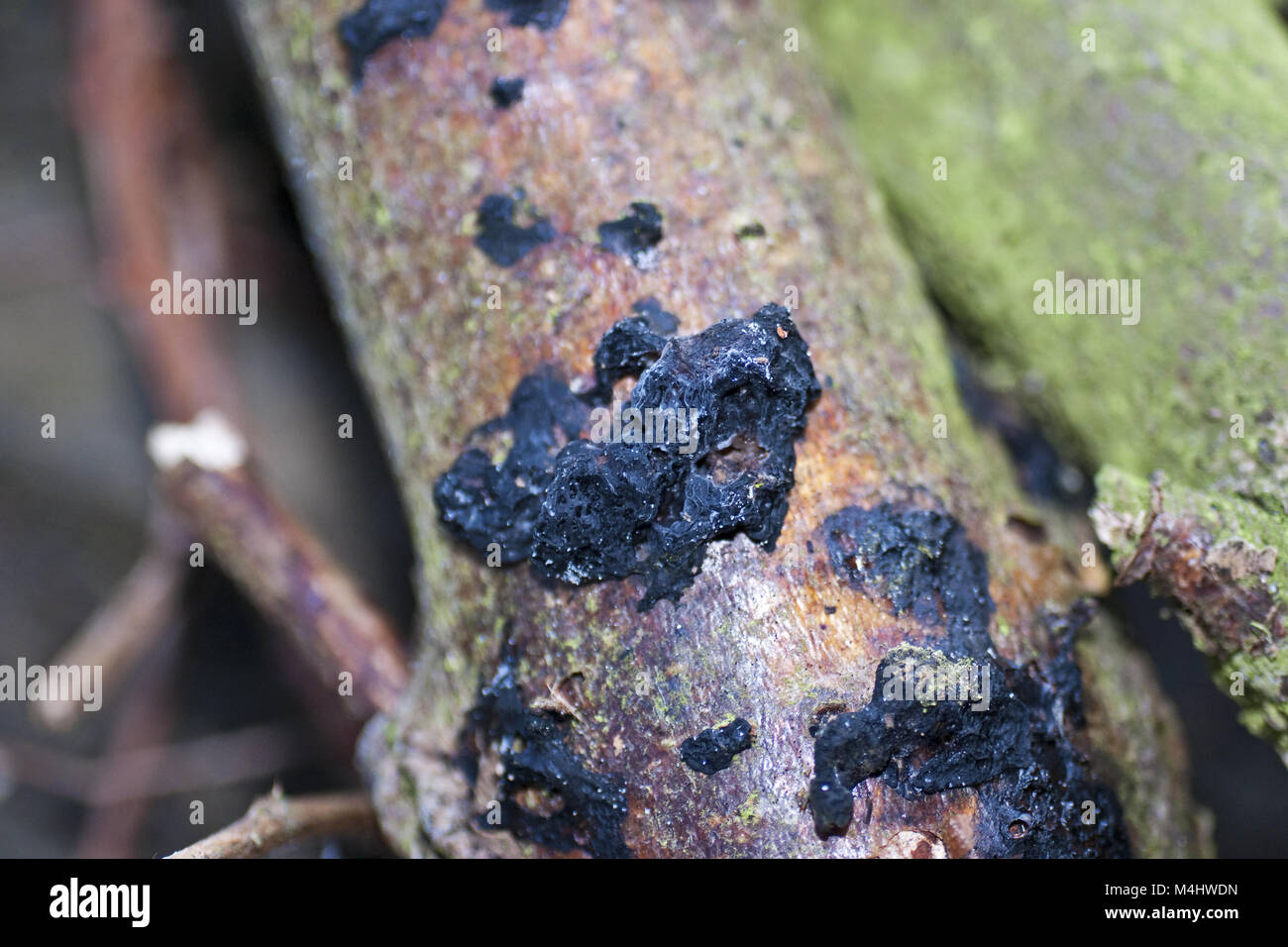 Black brain fungus (Exidia glandulosa) Stock Photo