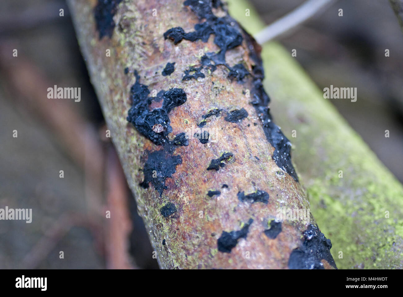 Black brain fungus (Exidia glandulosa) Stock Photo