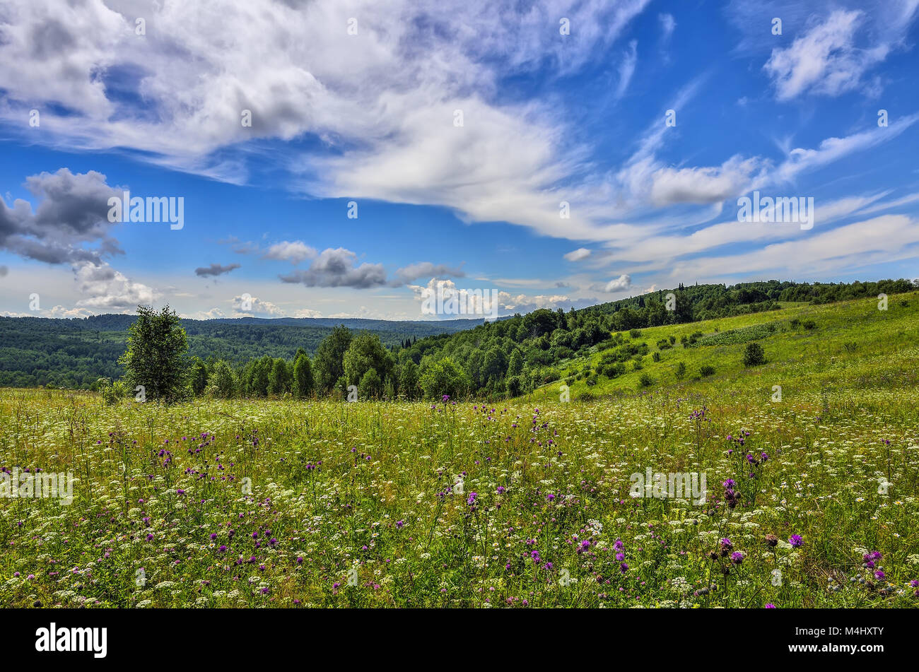 Summer landscape with flowering meadow Stock Photo - Alamy