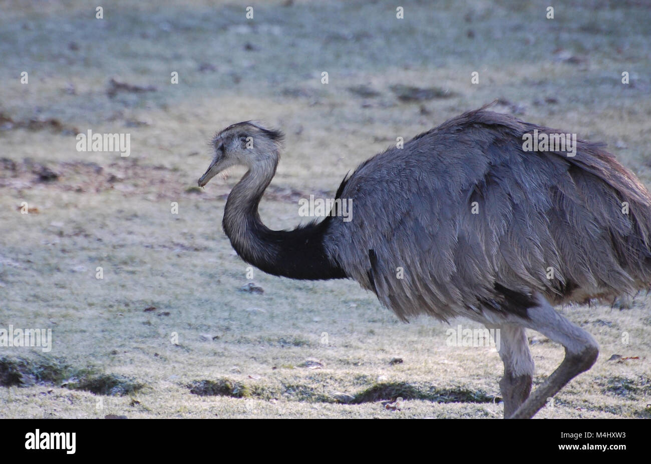 Emu walking on a frosty morning, grey and white, UK Stock Photo Alamy