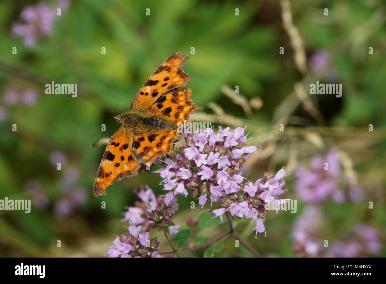 comma butterfly on oregano vulgare Stock Photo