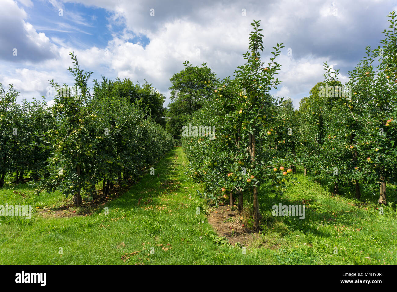apple trees Stock Photo