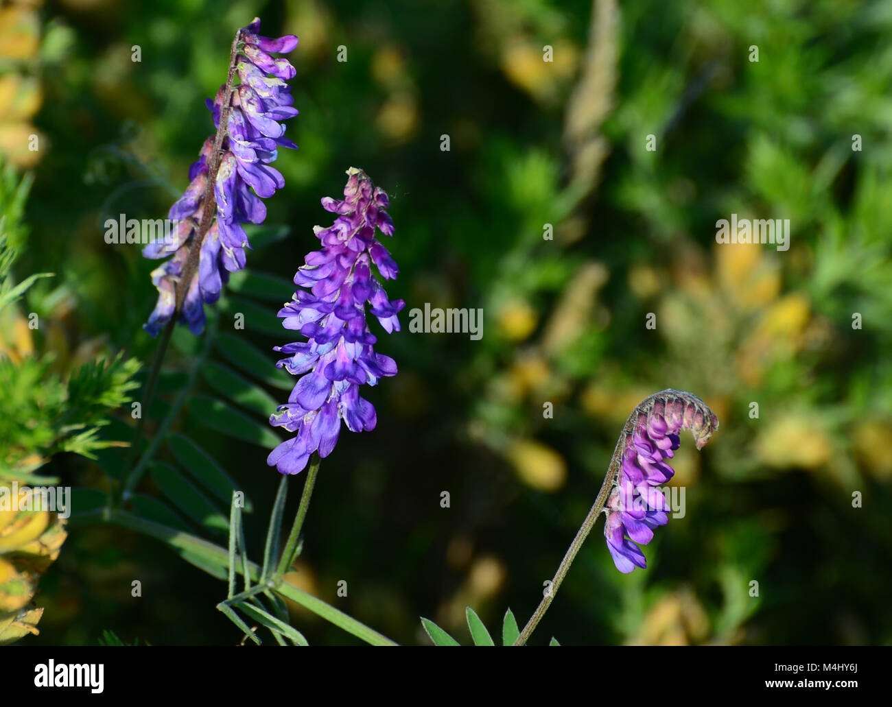 Tufted Vetch in meadow with purple flowers and tendrils, pea family, UK Stock Photo