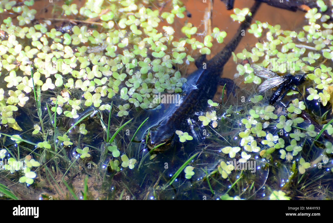 Smooth Newt in a UK pond in Spring Stock Photo Alamy