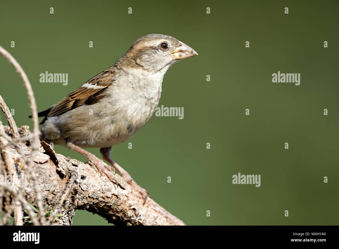 house sparrow on a branch Stock Photo