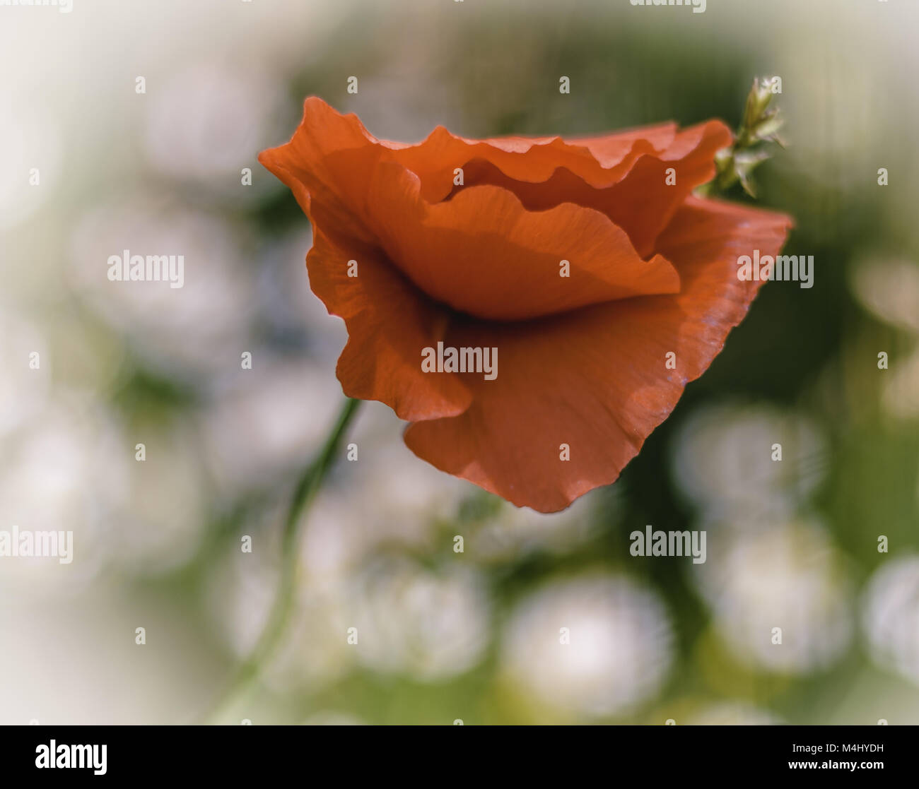 Blossom poppy hi-res stock photography and images - Alamy