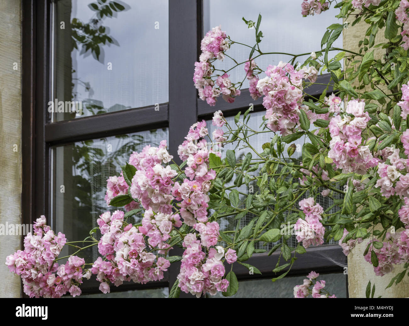 Climbing in window hi-res stock photography and images - Alamy