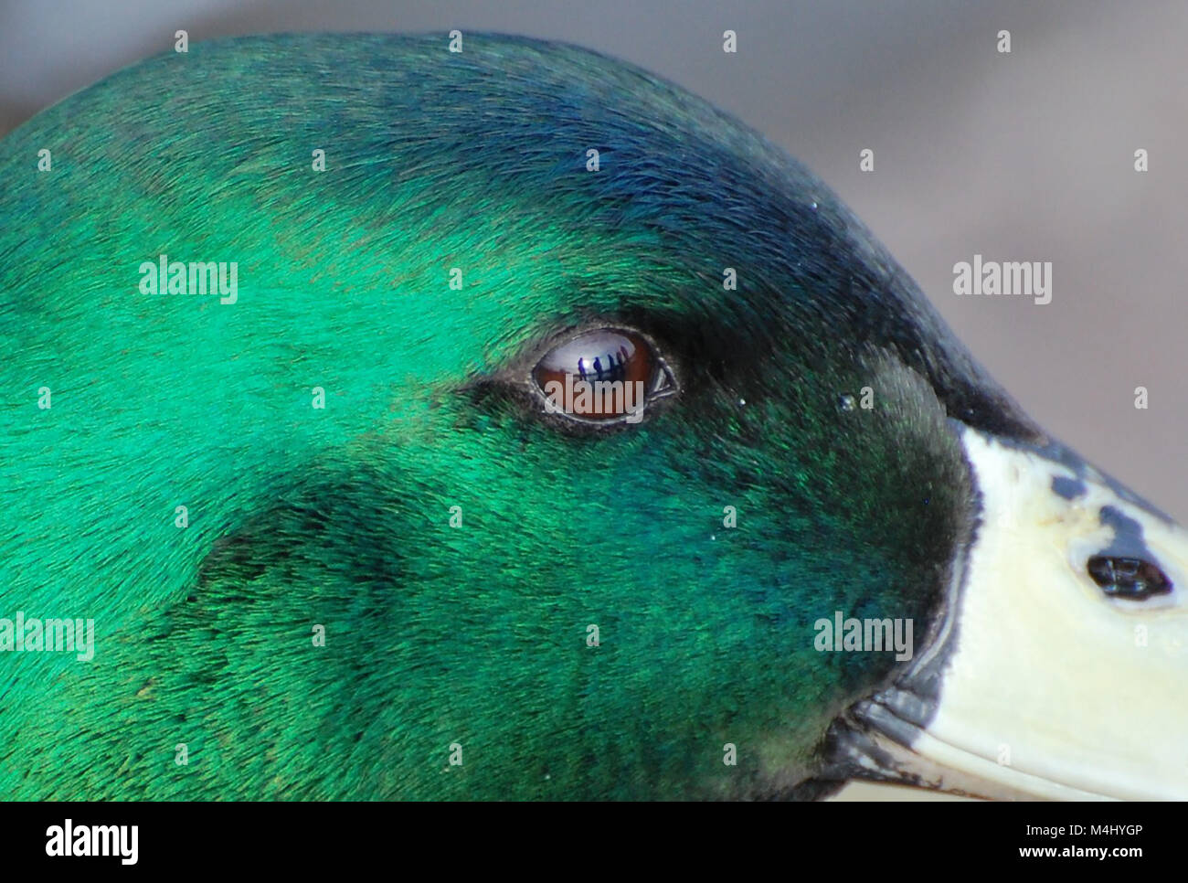 close up of mallard eye with reflection of people Stock Photo - Alamy