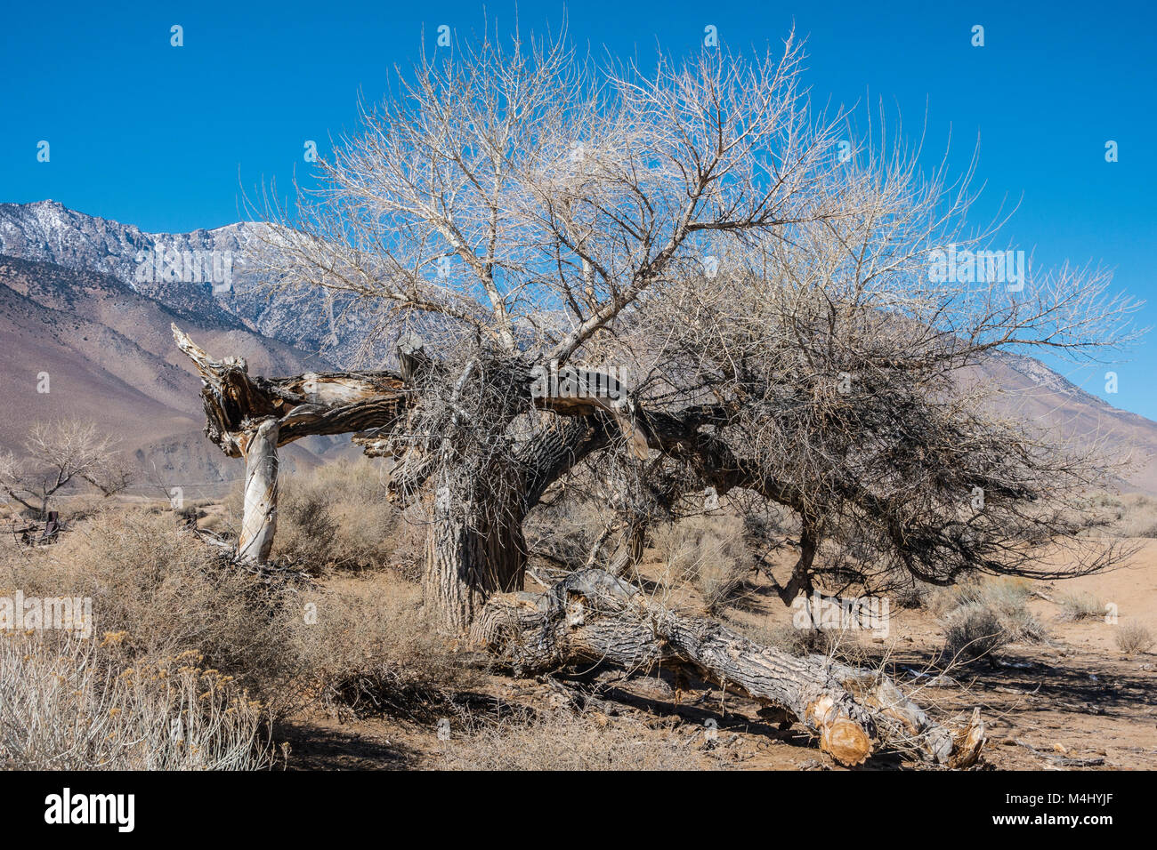 Very old cottonwood trees left over from the California Charcoal Kiln operation off of highway