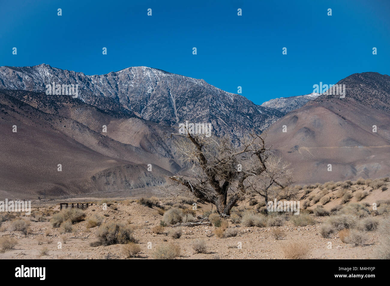 Very old cottonwood trees left over from the California Charcoal Kiln operation off of highway