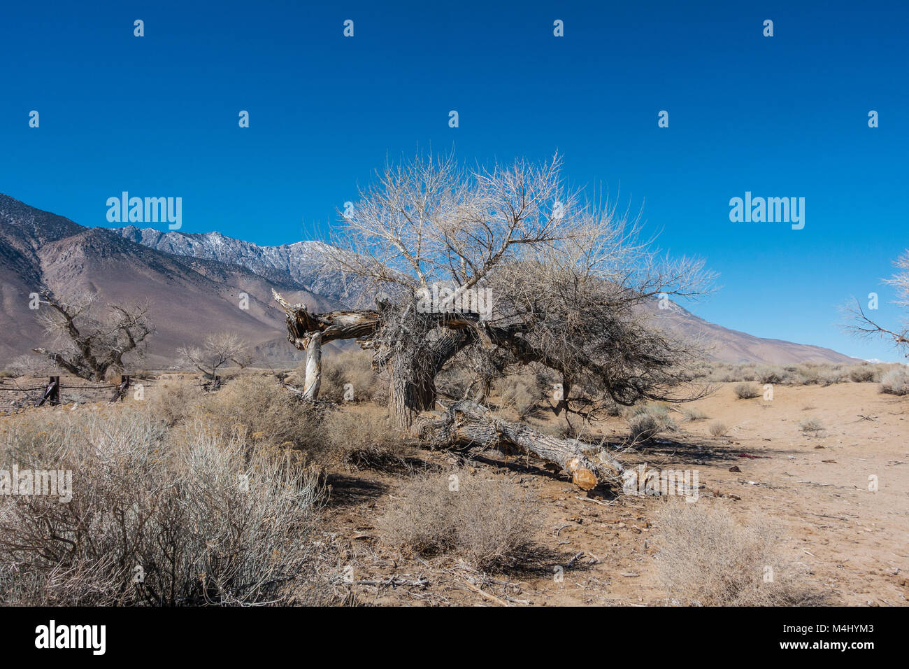 Very old cottonwood trees left over from the California Charcoal Kiln operation off of highway
