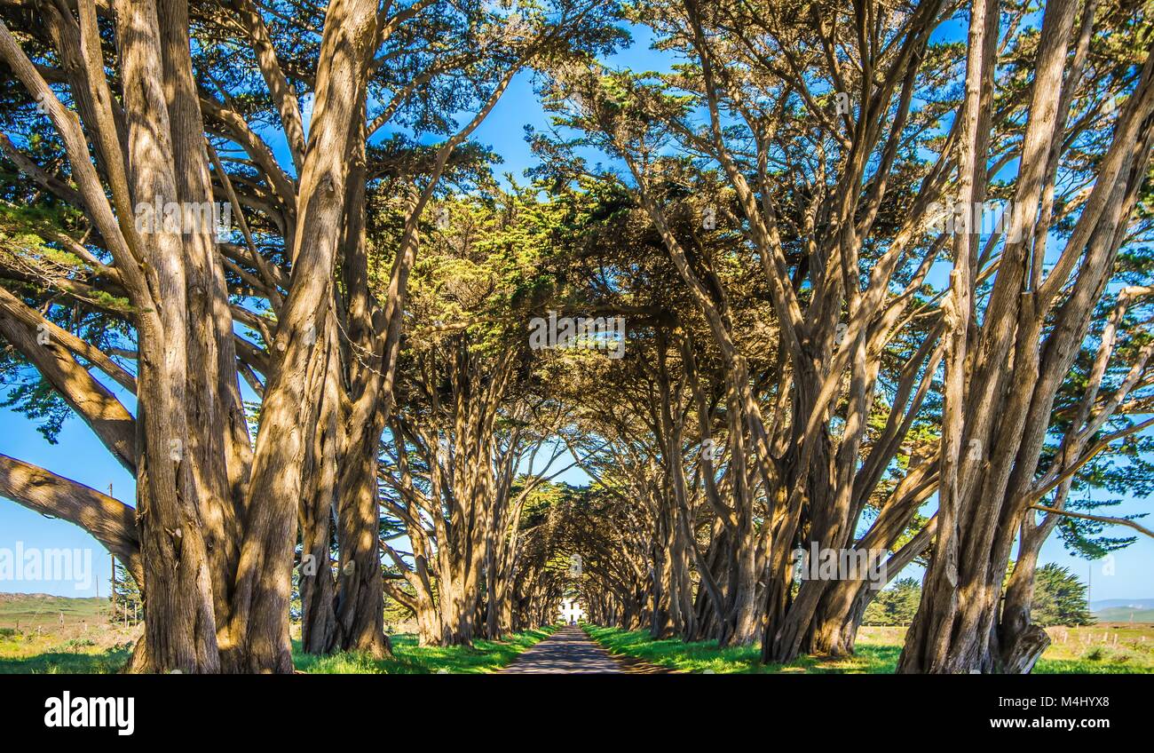 Point Ryes Trees cypres tree tunnel at point reyes national seashore Stock Photo - Alamy