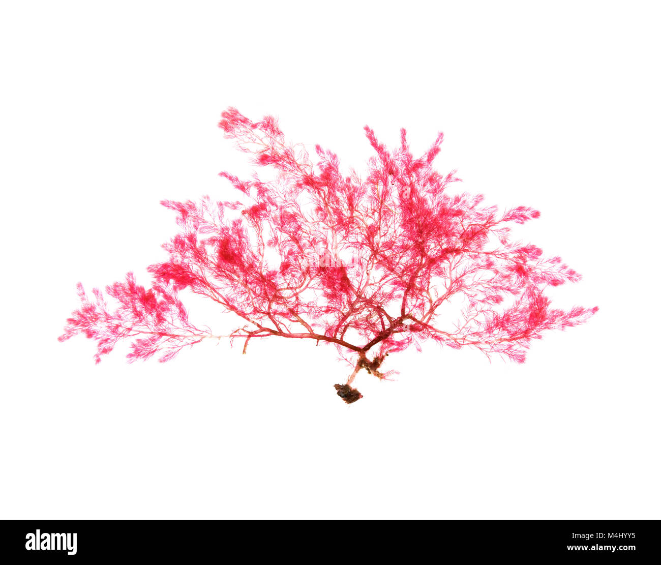 Unidentified red algae, possibly Heterosiphonia, washed up on the beach at Seal Harbor, Maine. Stock Photo