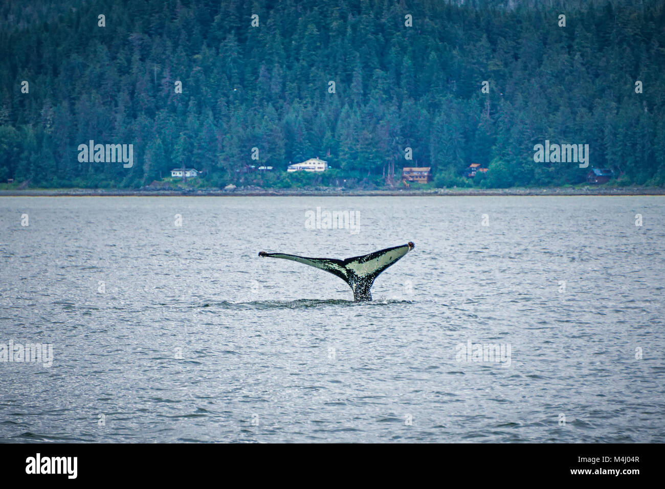 whale watching on favorite channel alaska Stock Photo
