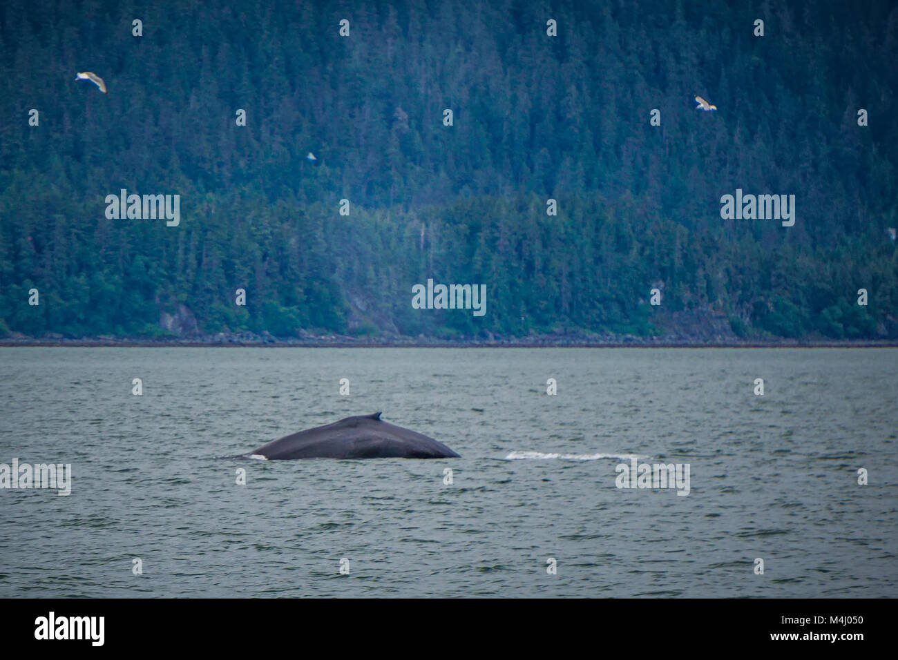 whale watching on favorite channel alaska Stock Photo