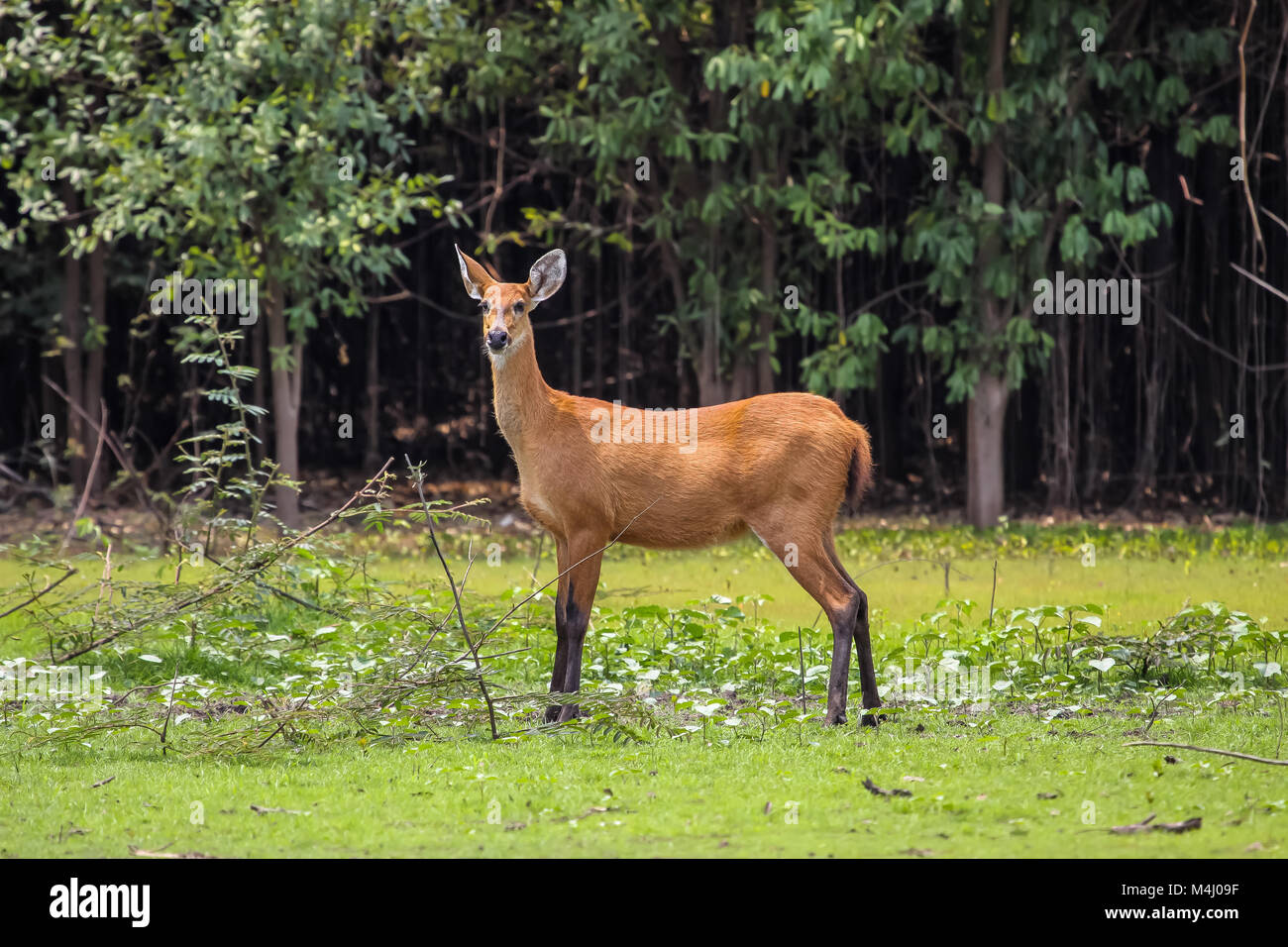 Marsh deer in the swamp, Pantanal, Brazil Stock Photo