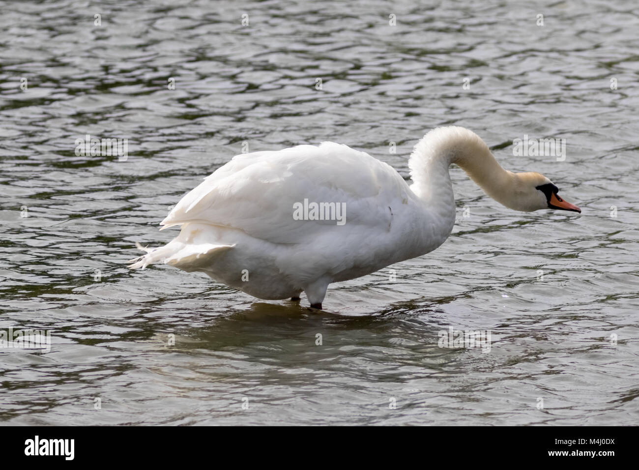 Swan with neck outstretched Stock Photo