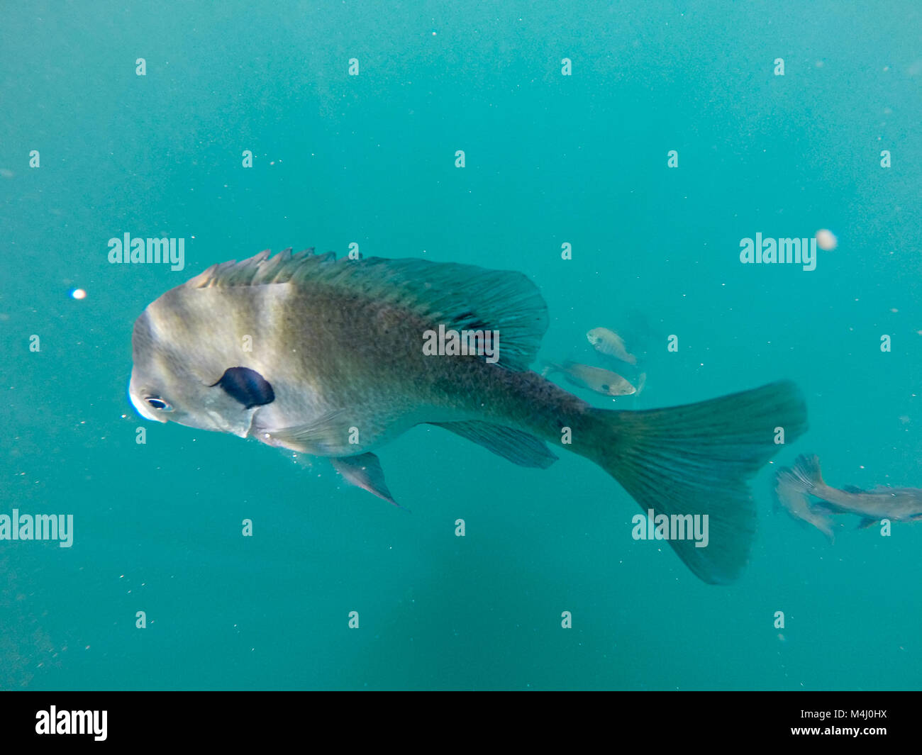 crappie fish swimming around blue waters Stock Photo