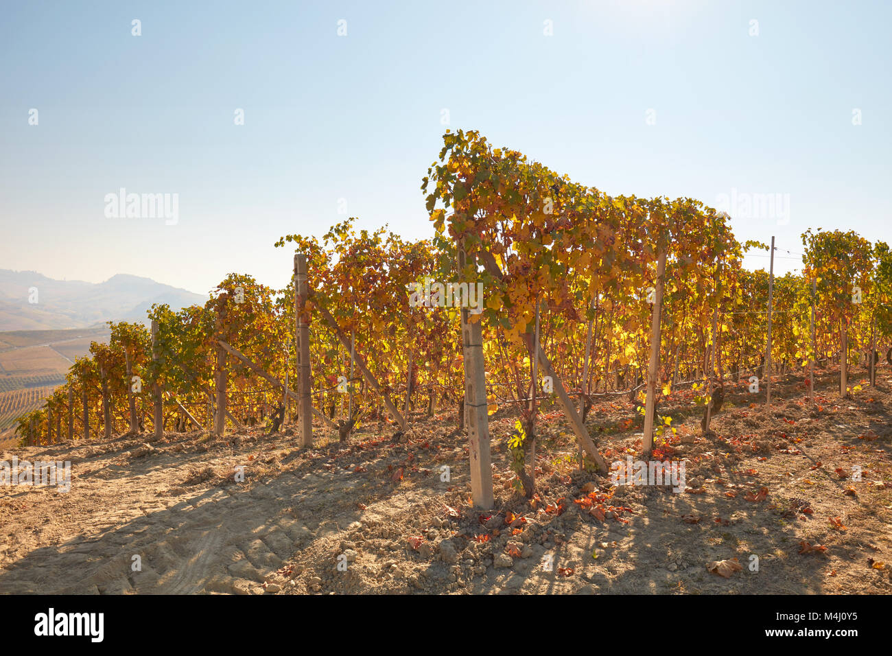 Vineyard hill in autumn with yellow leaves in a sunny day, backlight Stock Photo
