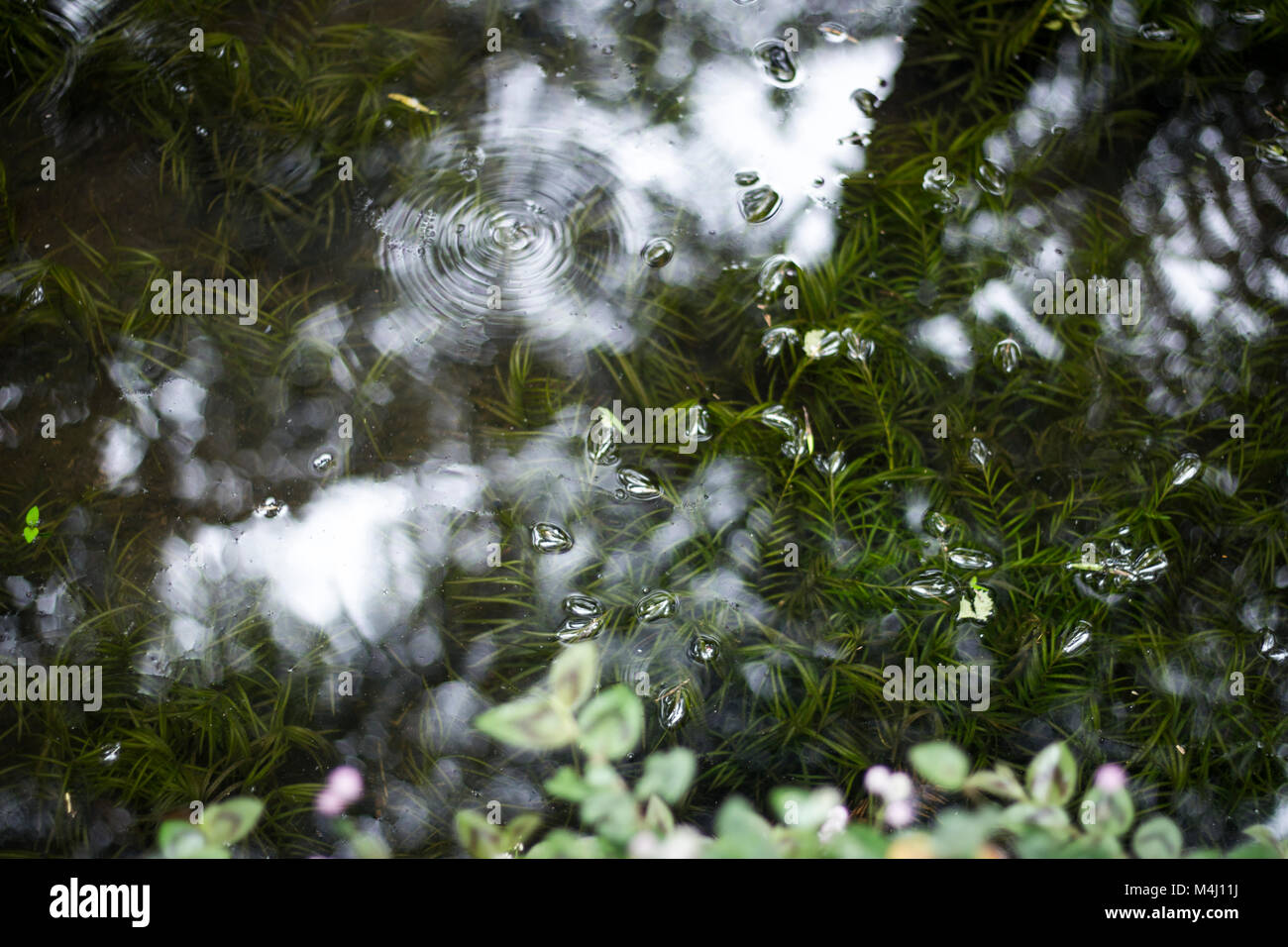 Reflected trees, Water reflex, forest Stock Photo