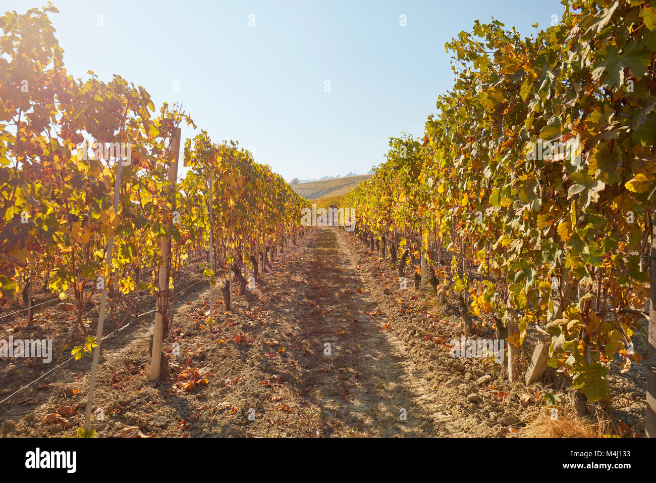 Vineyard, path between two vine rows in autumn with yellow leaves, sun beams Stock Photo