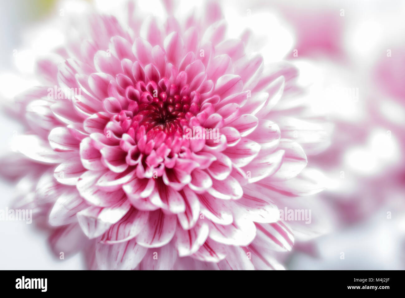 Close up of a pink Chrysanthemum flower Stock Photo