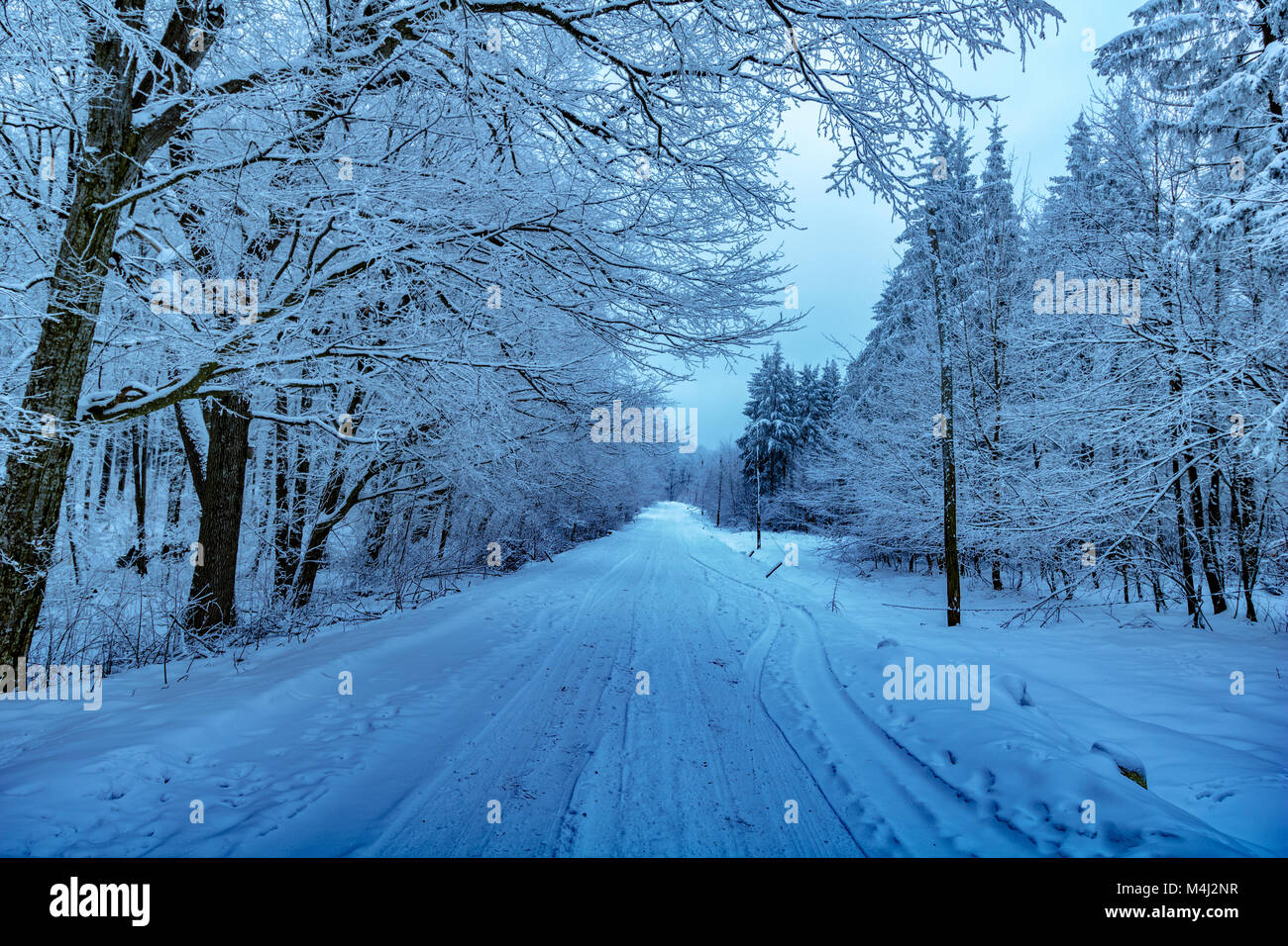 winter forest road Stock Photo - Alamy