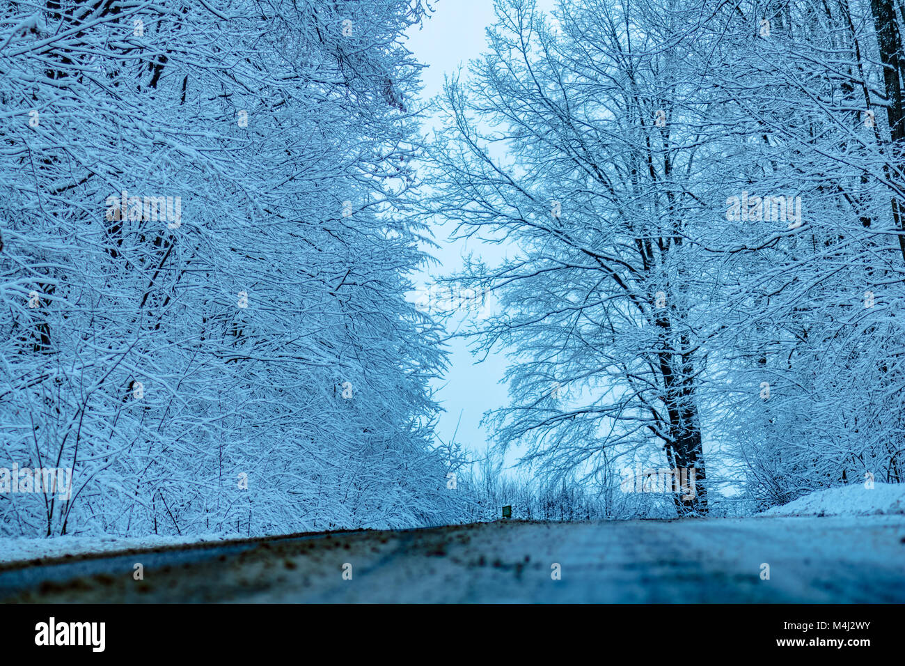 winter forest road Stock Photo - Alamy