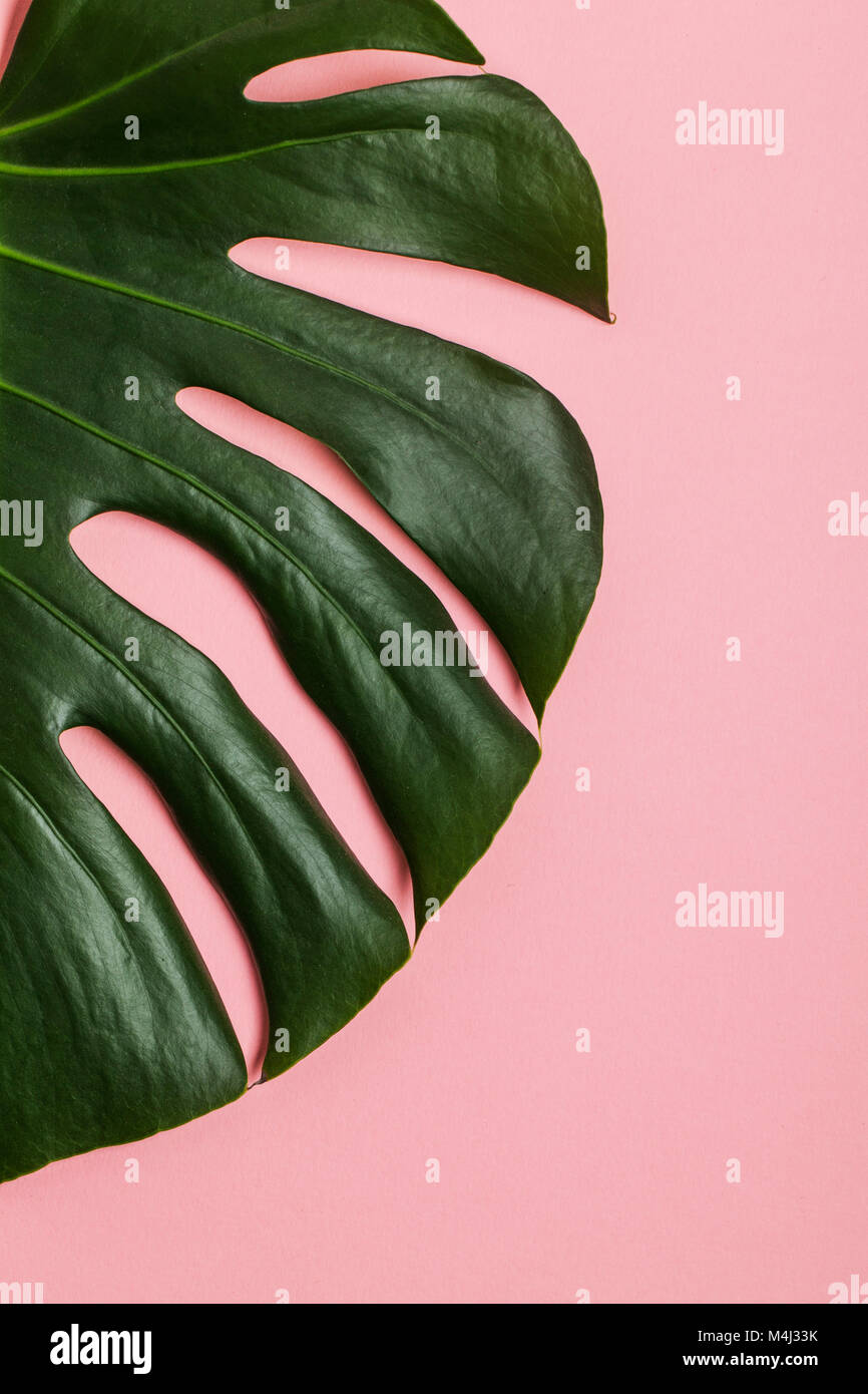 Tropical Monstera Palm Tree Leaf On A Trendy Pastel Pink Background Stock Photo Alamy alamy