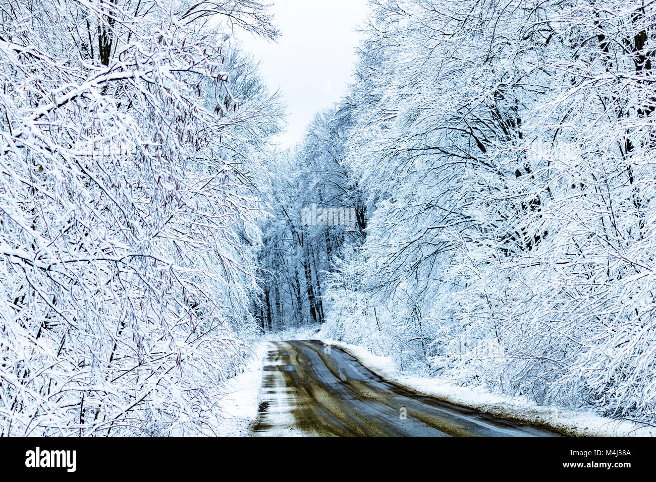 winter forest road Stock Photo - Alamy