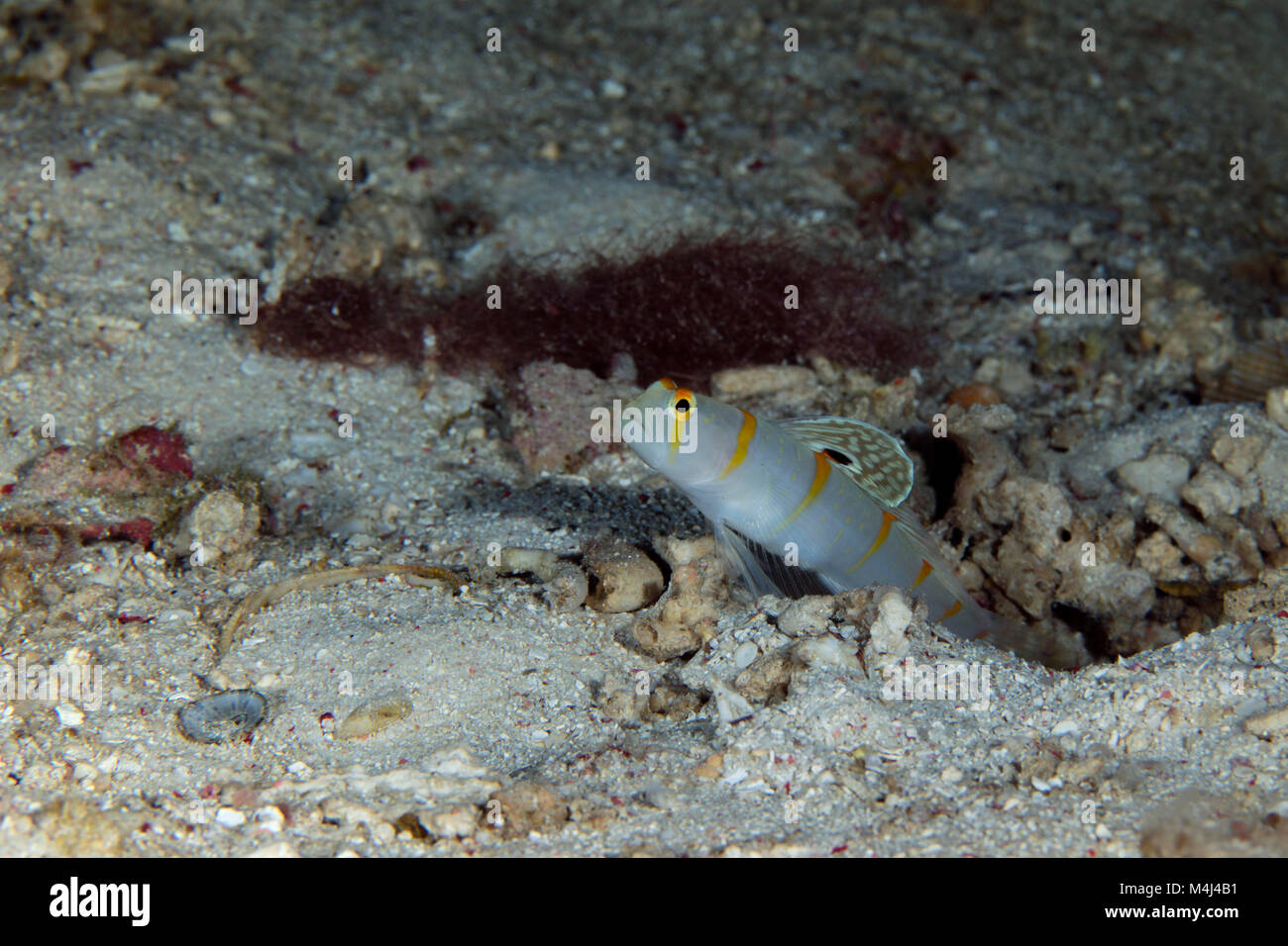 Goby fish. Picture taken on the Panglao Island, Philippines Stock Photo