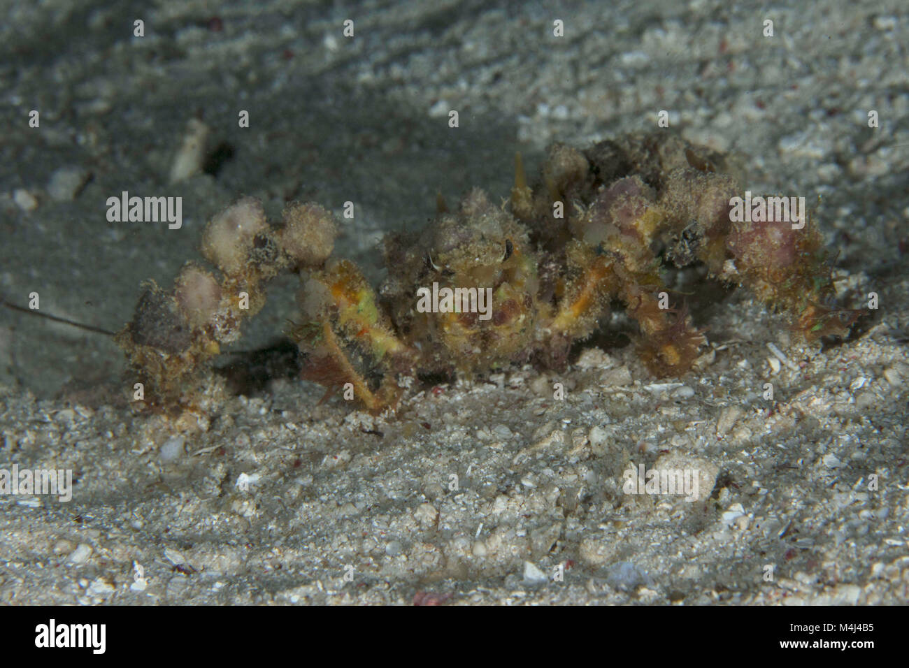 Camposcia retusa, known as the spider decorator crab. Picture taken near  Panglao Island, Philippines Stock Photo