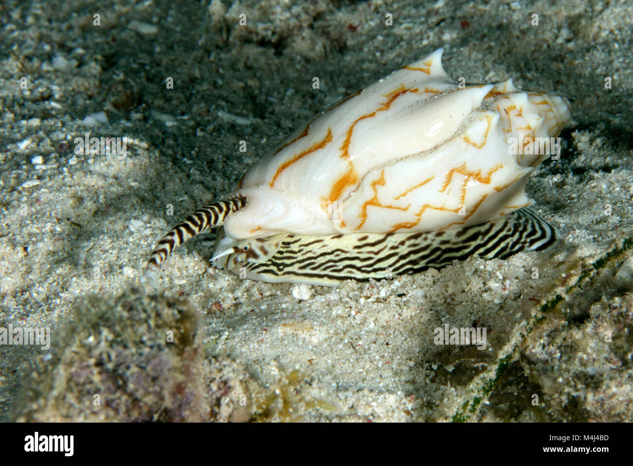 Snail predator hi-res stock photography and images - Alamy Snail predator hi-res stock photography and images - Alamy