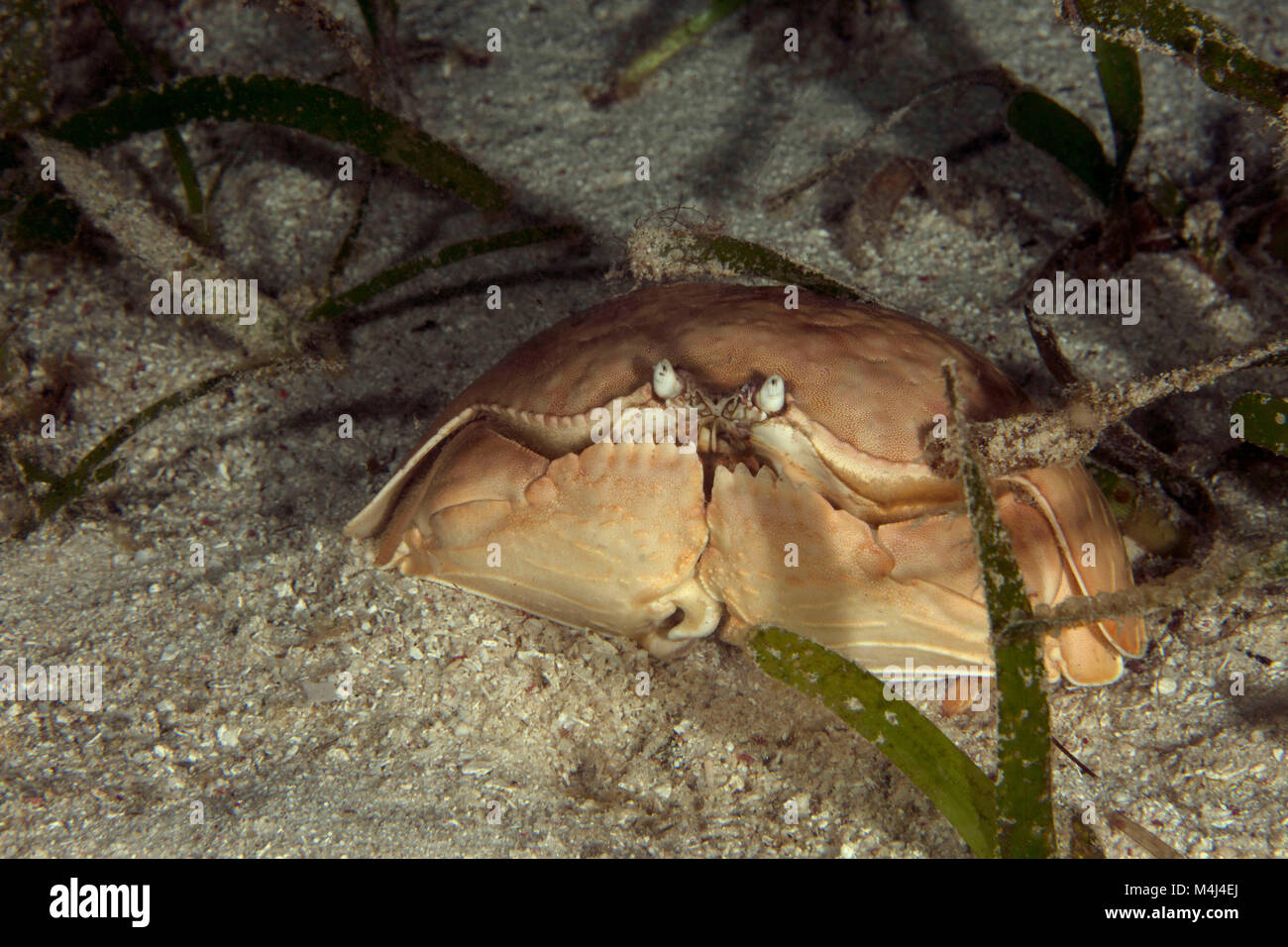 Box crab (Calappa calappa). Picture taken on the Panglao Island, Philippines Stock Photo