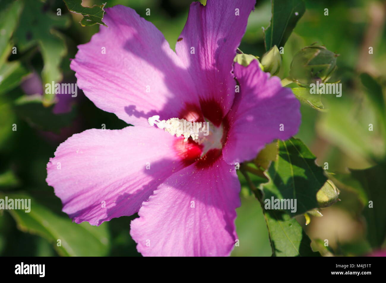Pink farbene, rosa Hibiskus Blüte im Detail am Hibiskus Strauch Stock