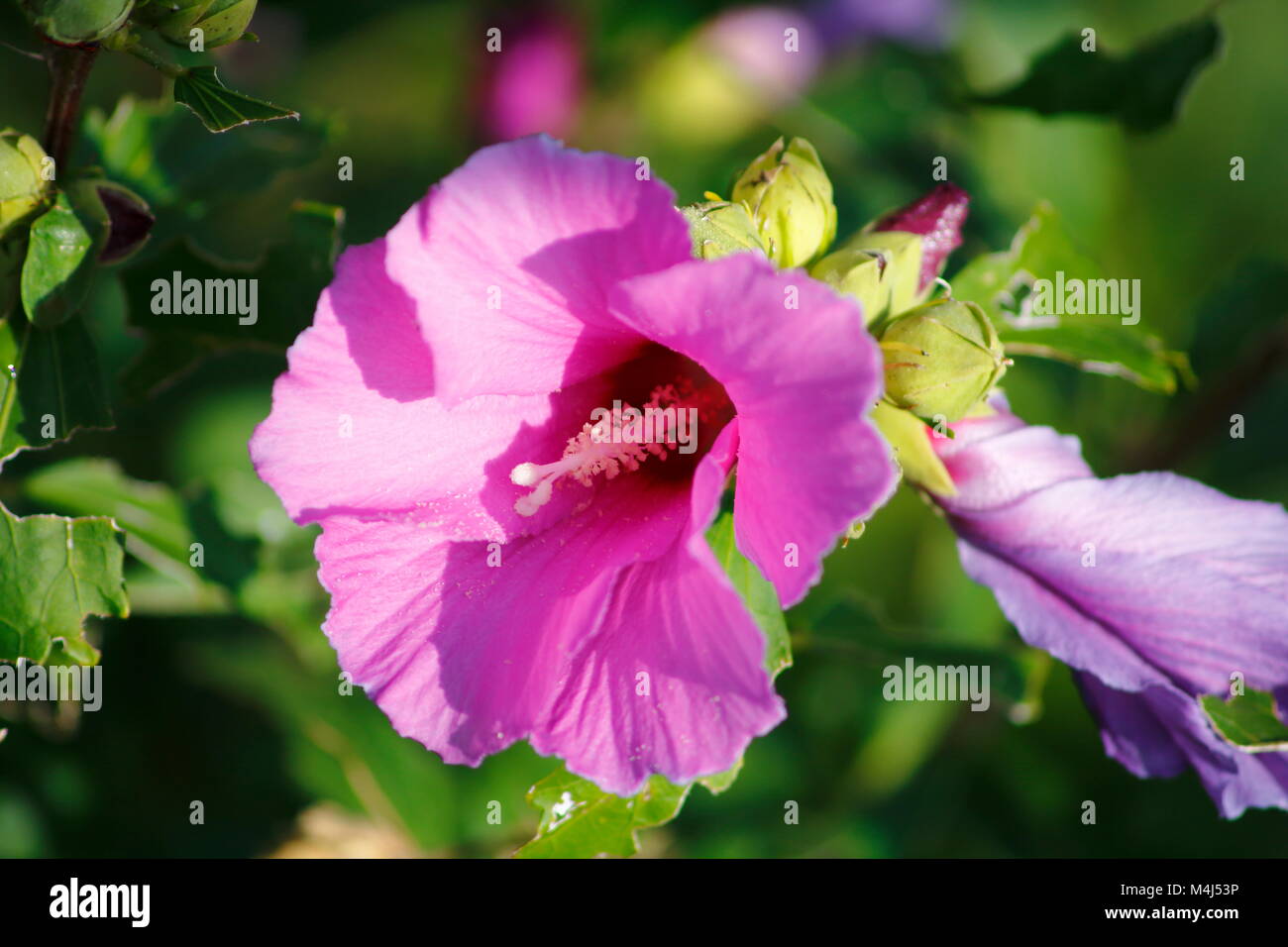 Pink farbene, rosa Hibiskus Blüte im Detail am Hibiskus Strauch Stock