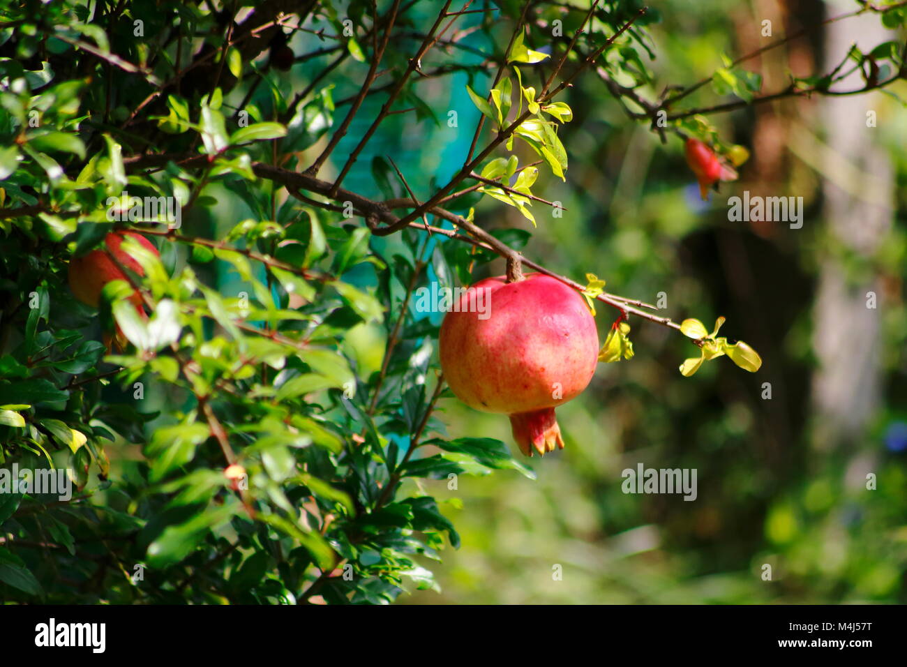 Rote frucht hires stock photography and images Alamy