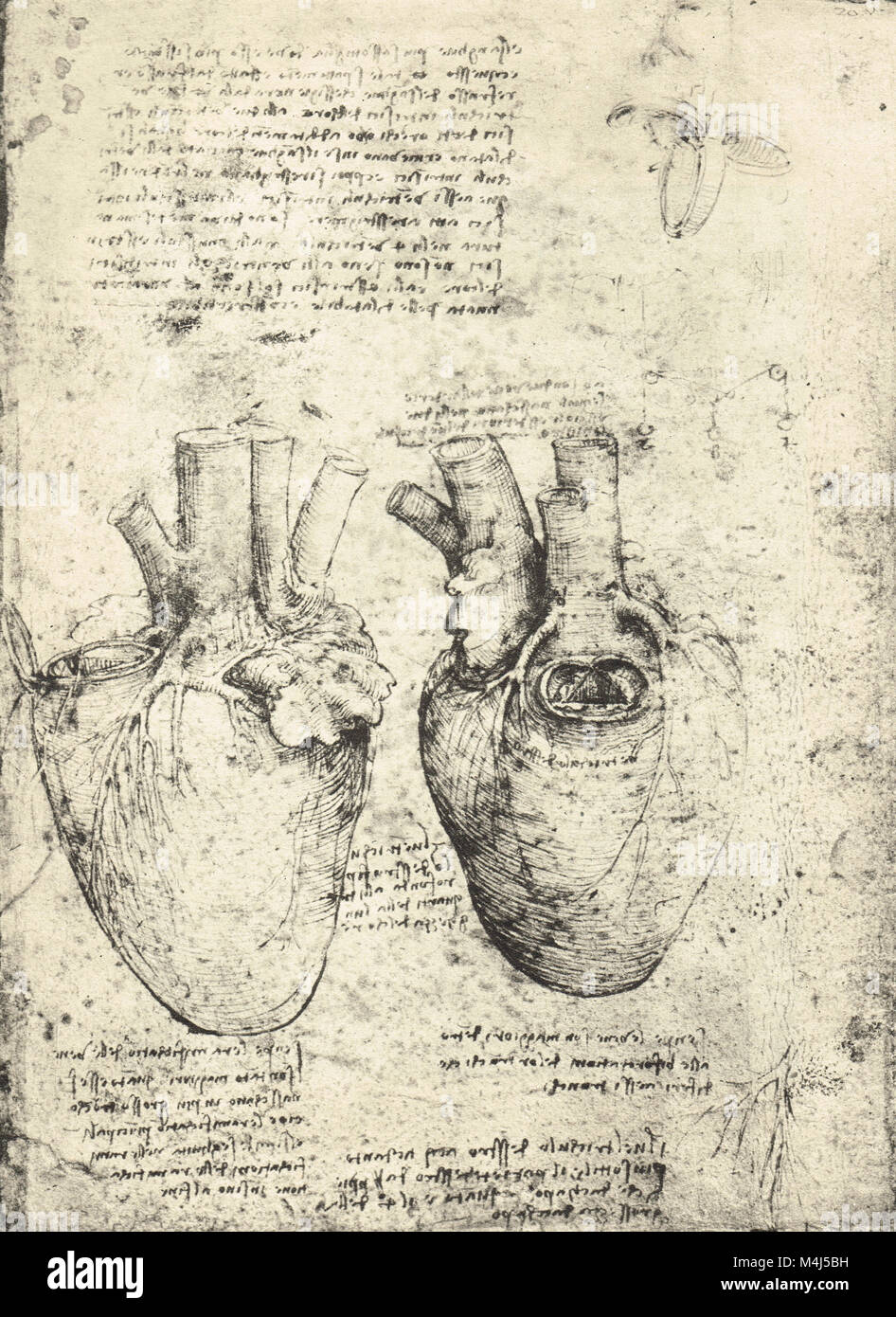 Leonardo Da Vinci Heart Sketch Leonardo Da Vinci Heart Sketch